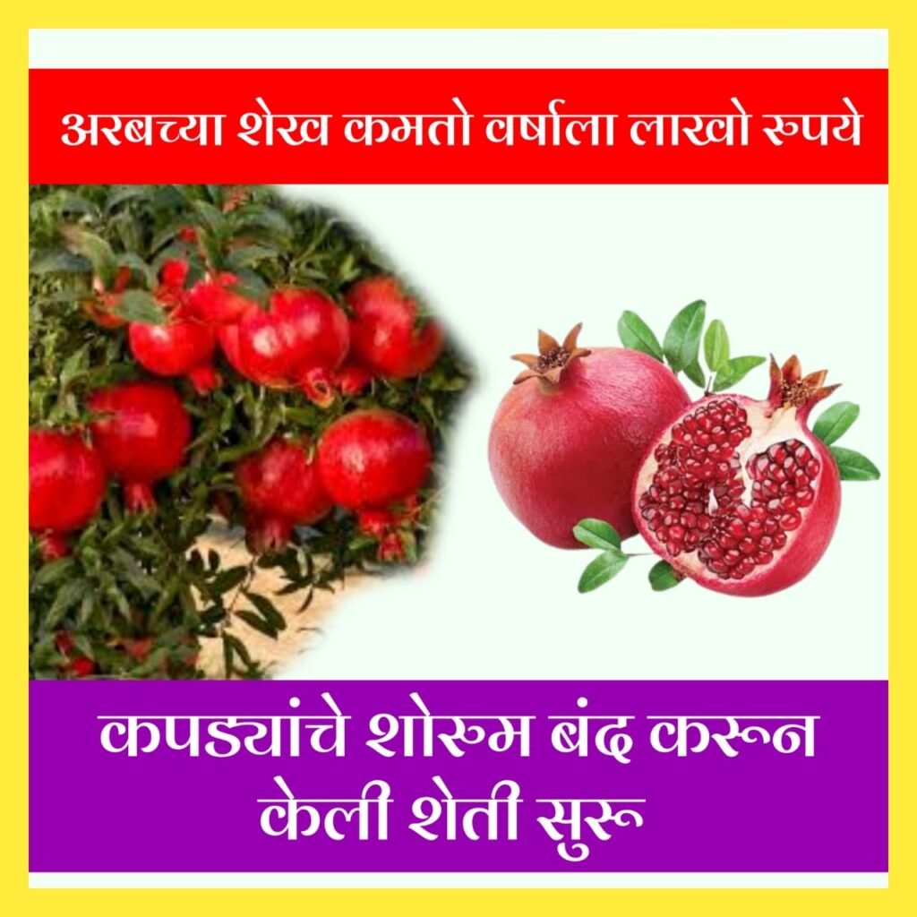 Pomegranate Farming techniques