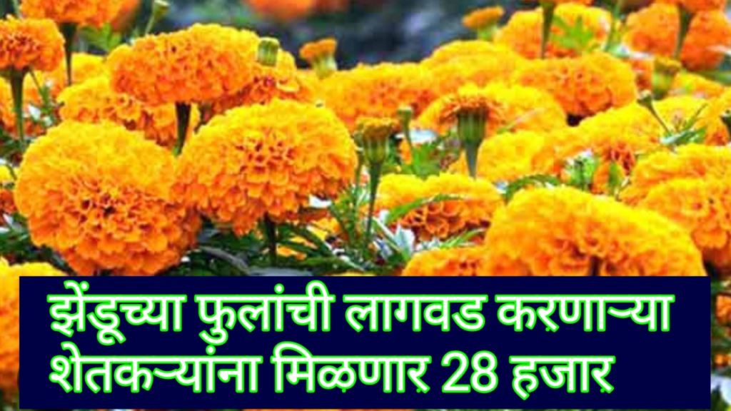 Marigold flower cultivation